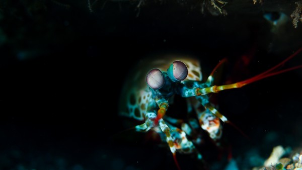 Mantis Shrimp by Michael Brown